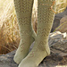 137-36 Antoinette pattern 