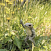 Hopscotch the Frog photo 5
