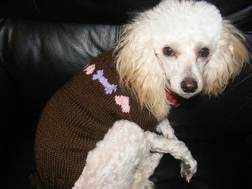 Hearts and Bones Dog Sweater photo 4