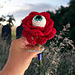 Long Stem Eyeball Rose pattern 