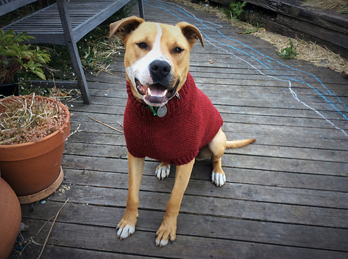 Ravelry: Stripey Greyhound Sweater pattern by Houndtees