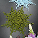 snoweflacke1 photo 1