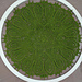 yasmin pattern