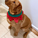 Holiday Elf Pet Collar Cover pattern 