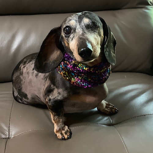 Pupper Snug Cowl photo 2