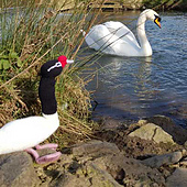 Black Necked Knitted Swan Toy with Mute Swan!