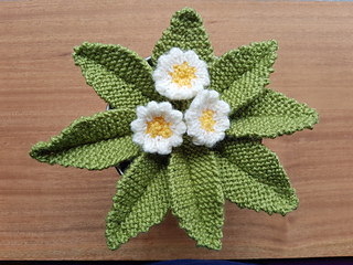 Knitted primrose plant