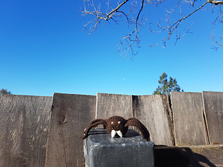 Knitted spider on a fence post!