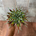 Mexican Agave pattern 