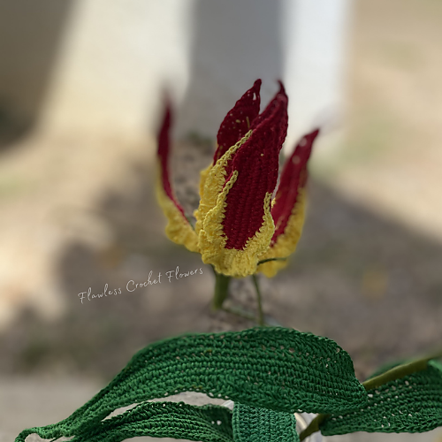 Gloriosa flammeslipsblomst - Leticia Lebron