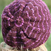 Bonnet de Moa photo 4