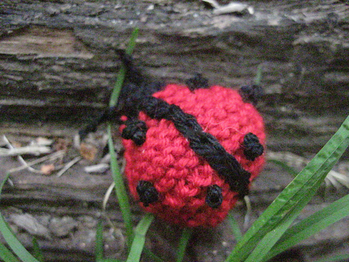 Ladybird photo 12