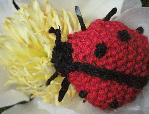 Ladybird photo 11