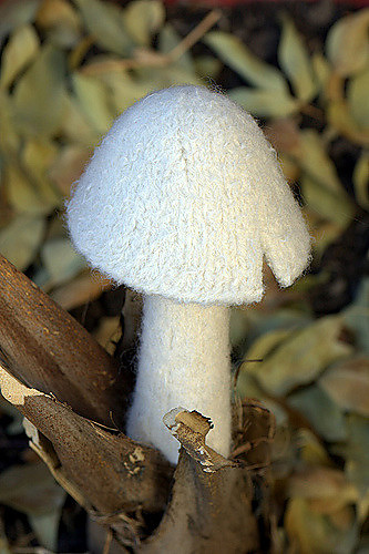 Myriads of Mushrooms photo 5