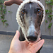 Reindeer Greyhound Snood photo 3