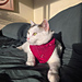 Paw Print Bandana pattern