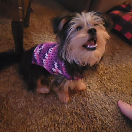 Small Dog/Cat Sweater