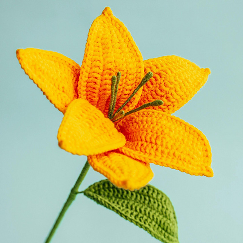 Asiatic Lily