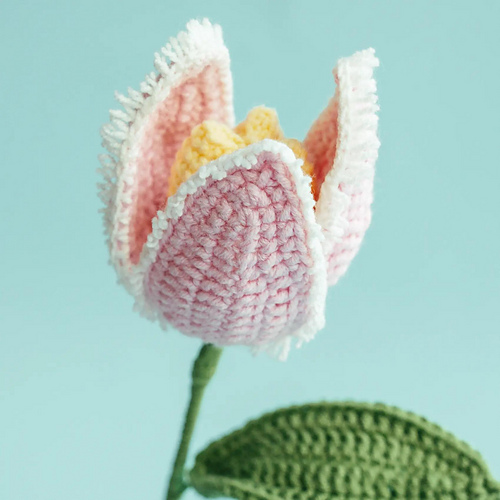 Fringed Tulip