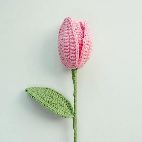 Tulip Flower