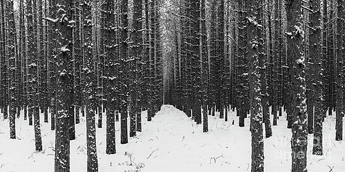 Winter Forest in Black and White is a photograph by Twenty Two North Photography which was uploaded on January 17th, 2019.