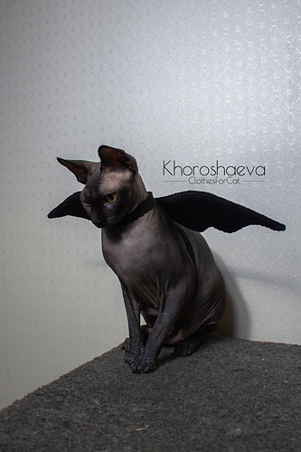 Halloweenkostyme til katt - Irina Khoroshaeva