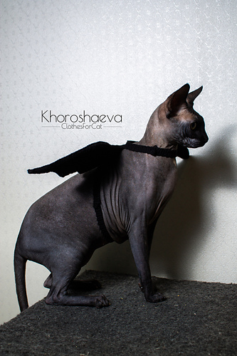 Halloweenkostyme til katt - Irina Khoroshaeva