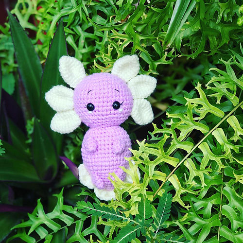 Axolotl photo 7