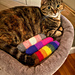 Pride Catnip Kicker pattern 