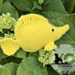 Yellow Tang pattern