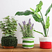 Holly Jolly Plant Container Covers pattern 