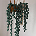 Mini hanging string of pearls pattern