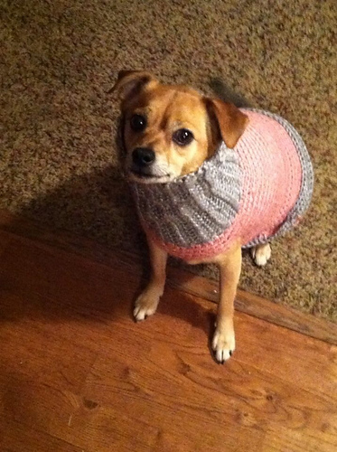 Dog sweater / Hunde-Pulli photo 7