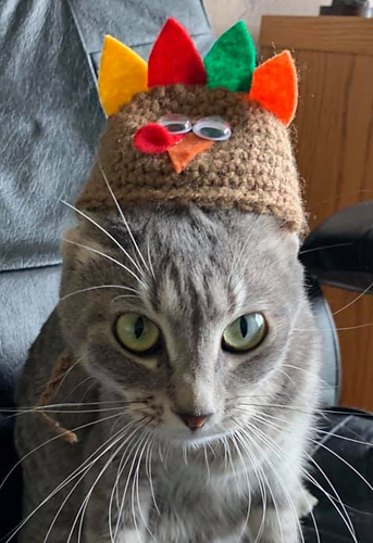 Turkey Kitten Beanie/ Hat photo 1