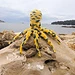 Graeme the Blue Ringed Octopus pattern 