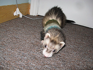 Ferret sweater crochet clearance pattern