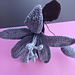 Midnight Lilium pattern 