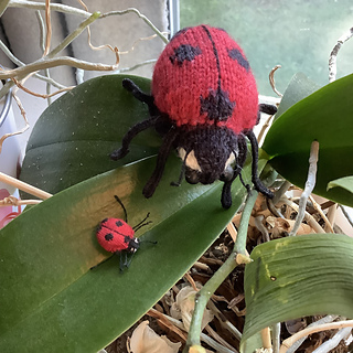 The micro, and fingering bugs together.