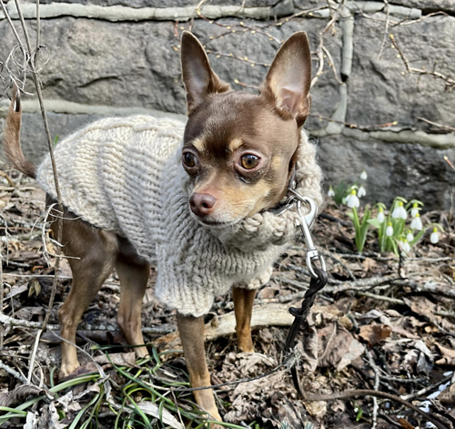 'ARCTIC' Dog Sweater