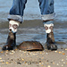 Horseshoe Crab Socks pattern 