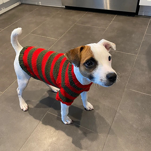 Freddy Krueger Kattegenser - Mariia Kirkpatrick