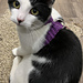 Cow the Cat’s Crochet Collar pattern 