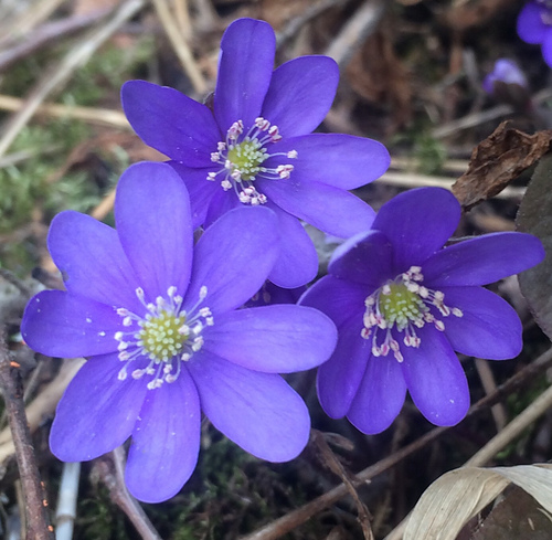 Blåveis / Blue Anemone - Lene Tøsti