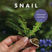 Snail pattern
