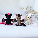 DragoCat pattern 