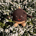 Charlie the Chestnut photo 3