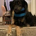 Dogtor Cowl pattern 