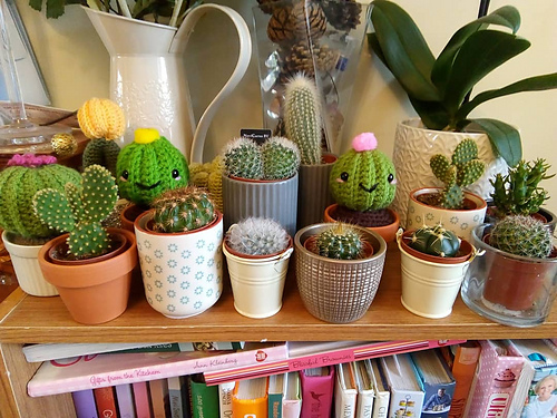 Chubby Cactus photo 3