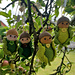 Oakling Amigurumi Decoration pattern 
