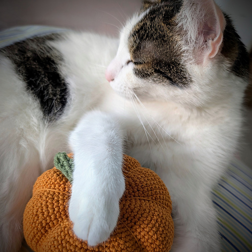 My Crochet Kitchen: Munchkin Pumpkin photo 6